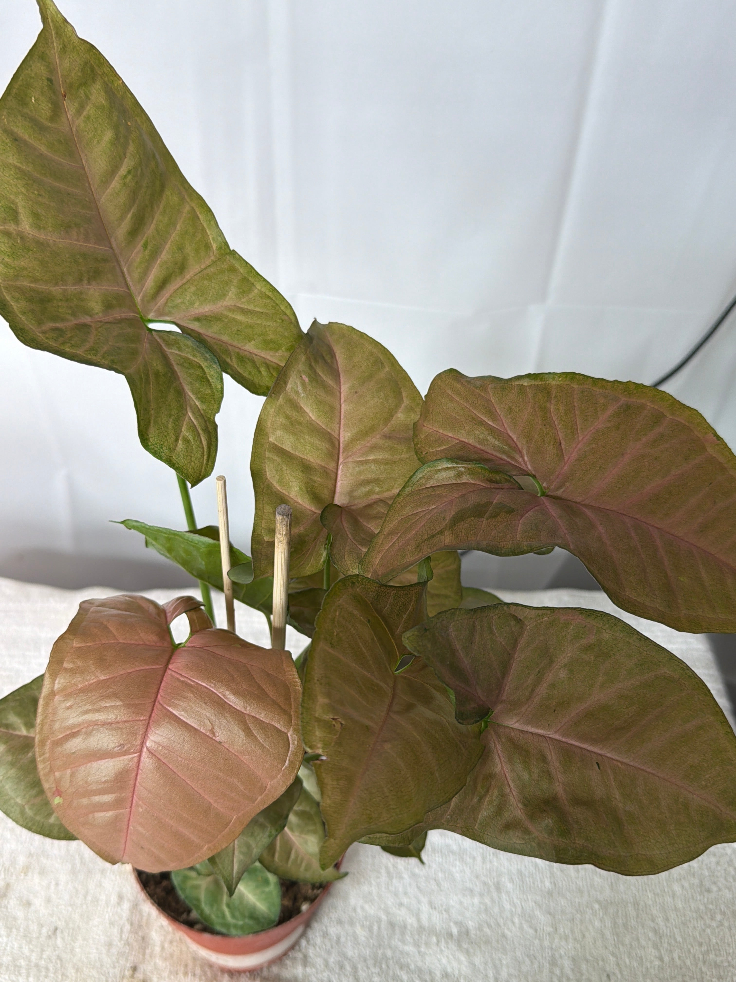 Syngonium Strawberry Shake