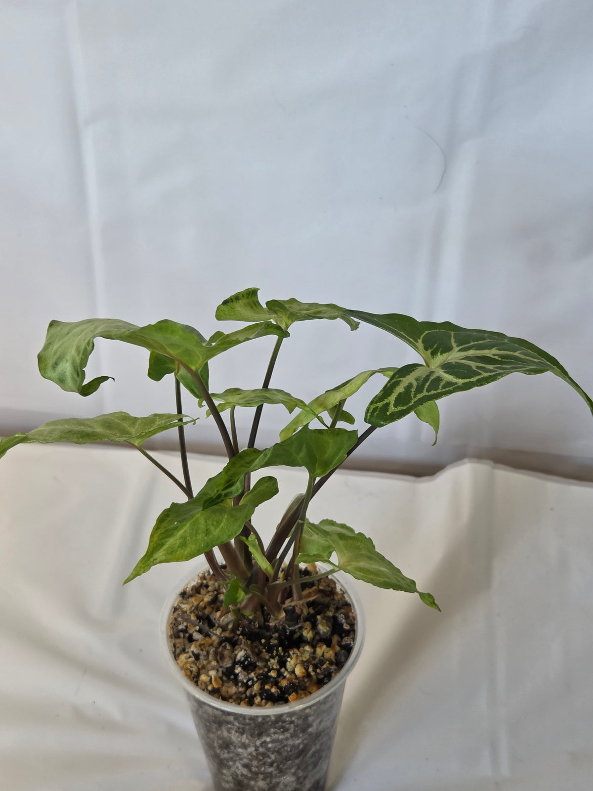 Syngonium Batik