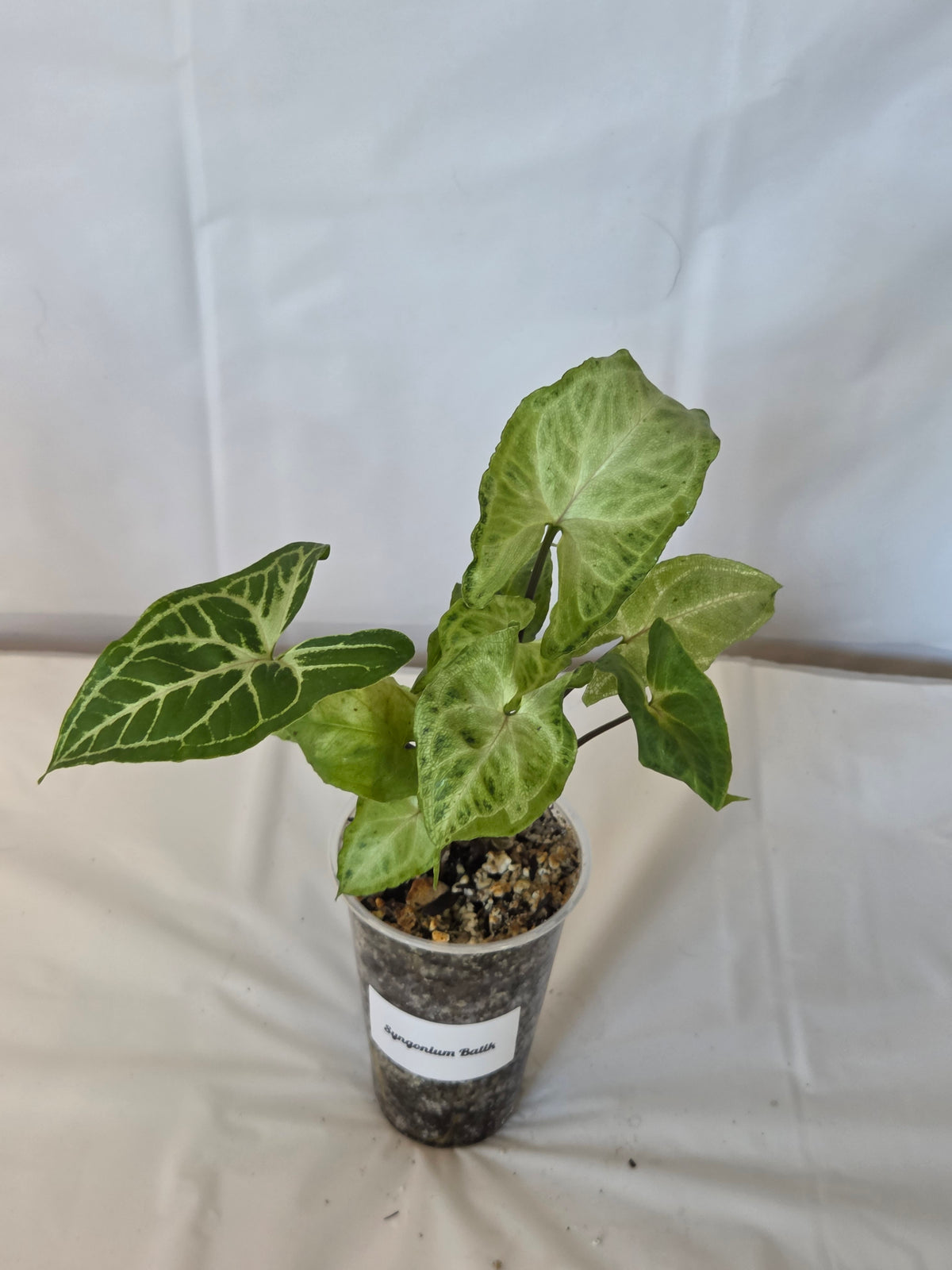Syngonium Batik