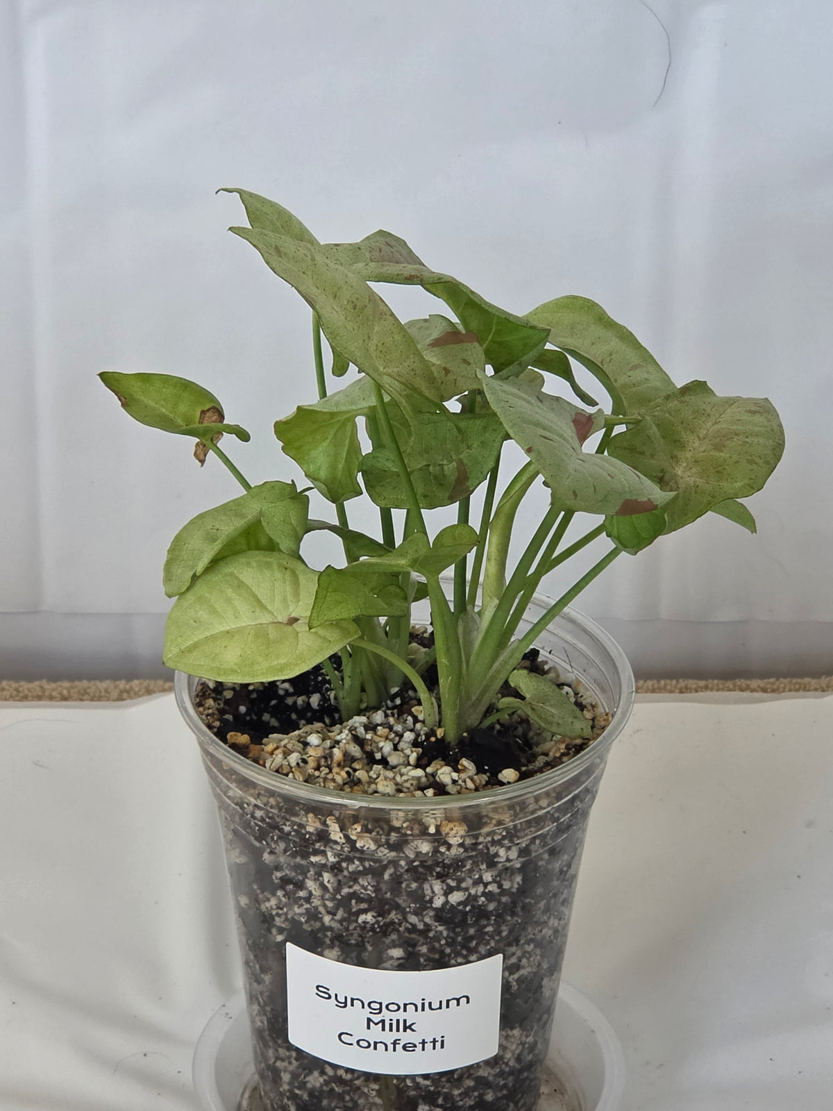Syngonium Milk Confetti