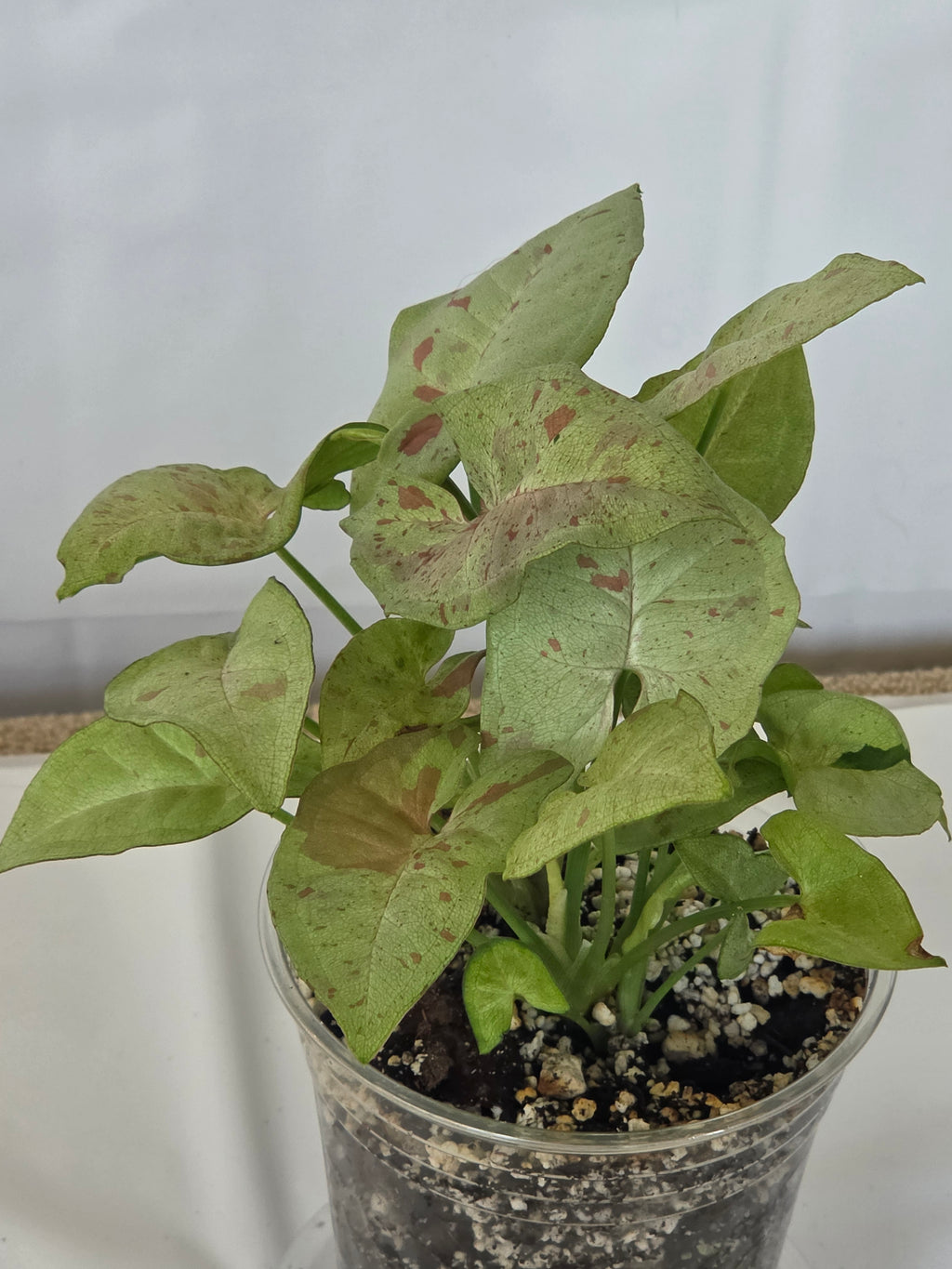 Syngonium Milk Confetti