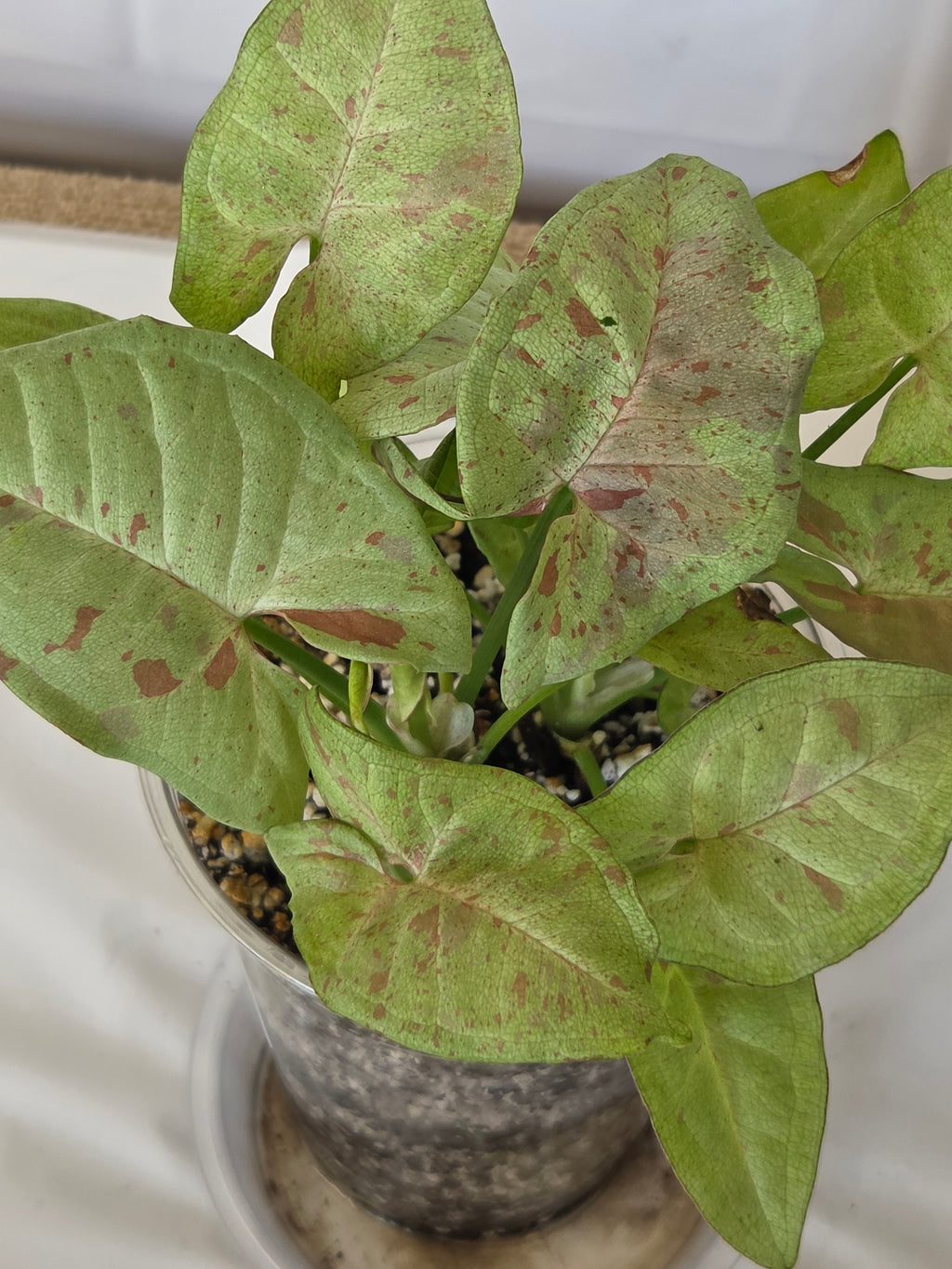 Syngonium Milk Confetti