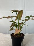 Syngonium Pink