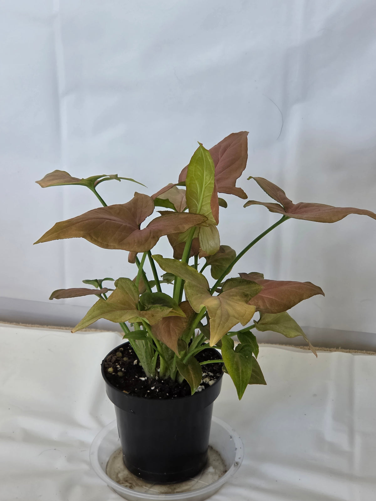Syngonium Pink