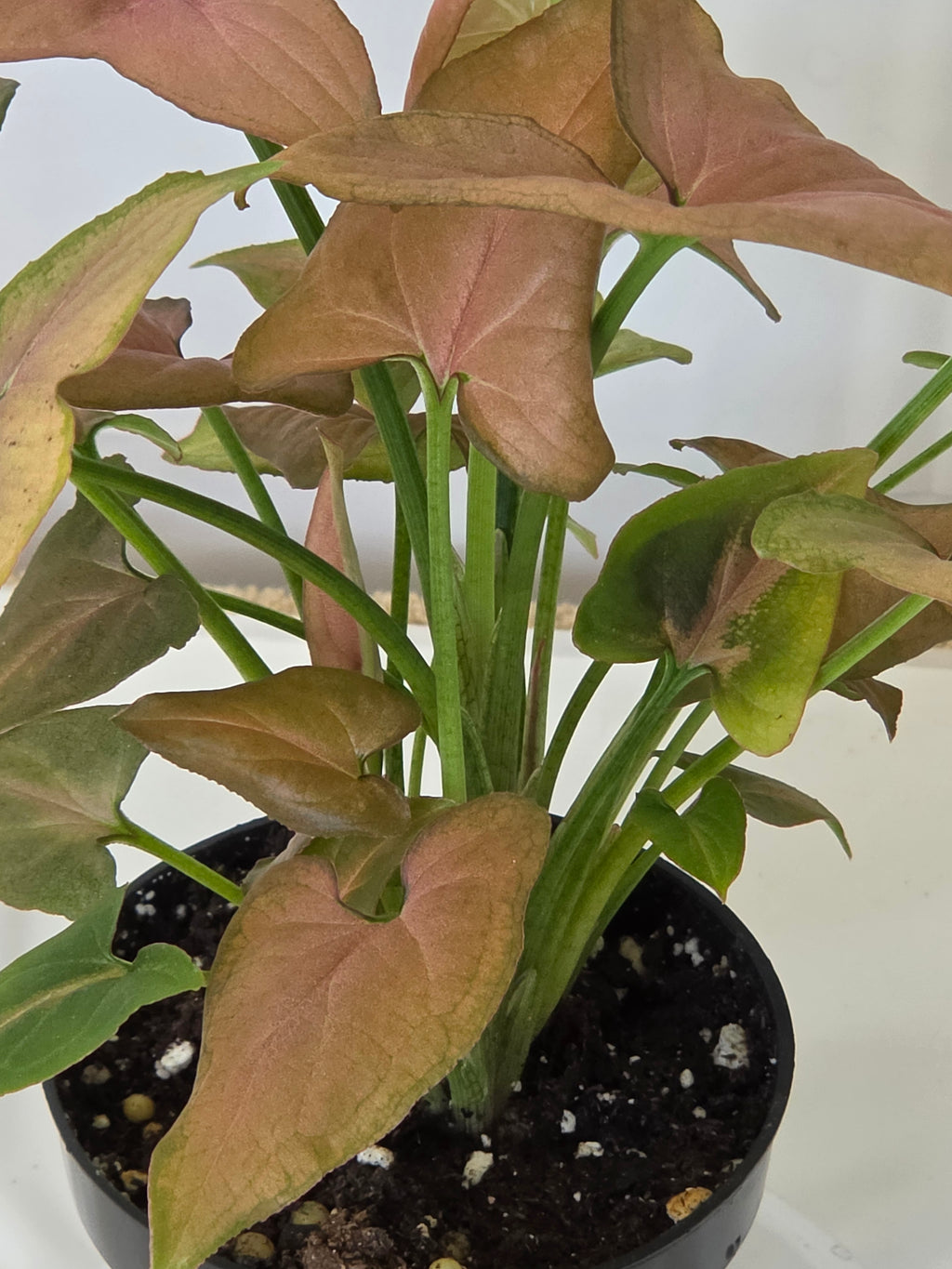 Syngonium Pink