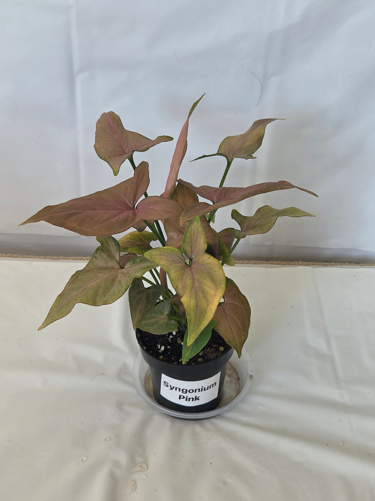 Syngonium Pink