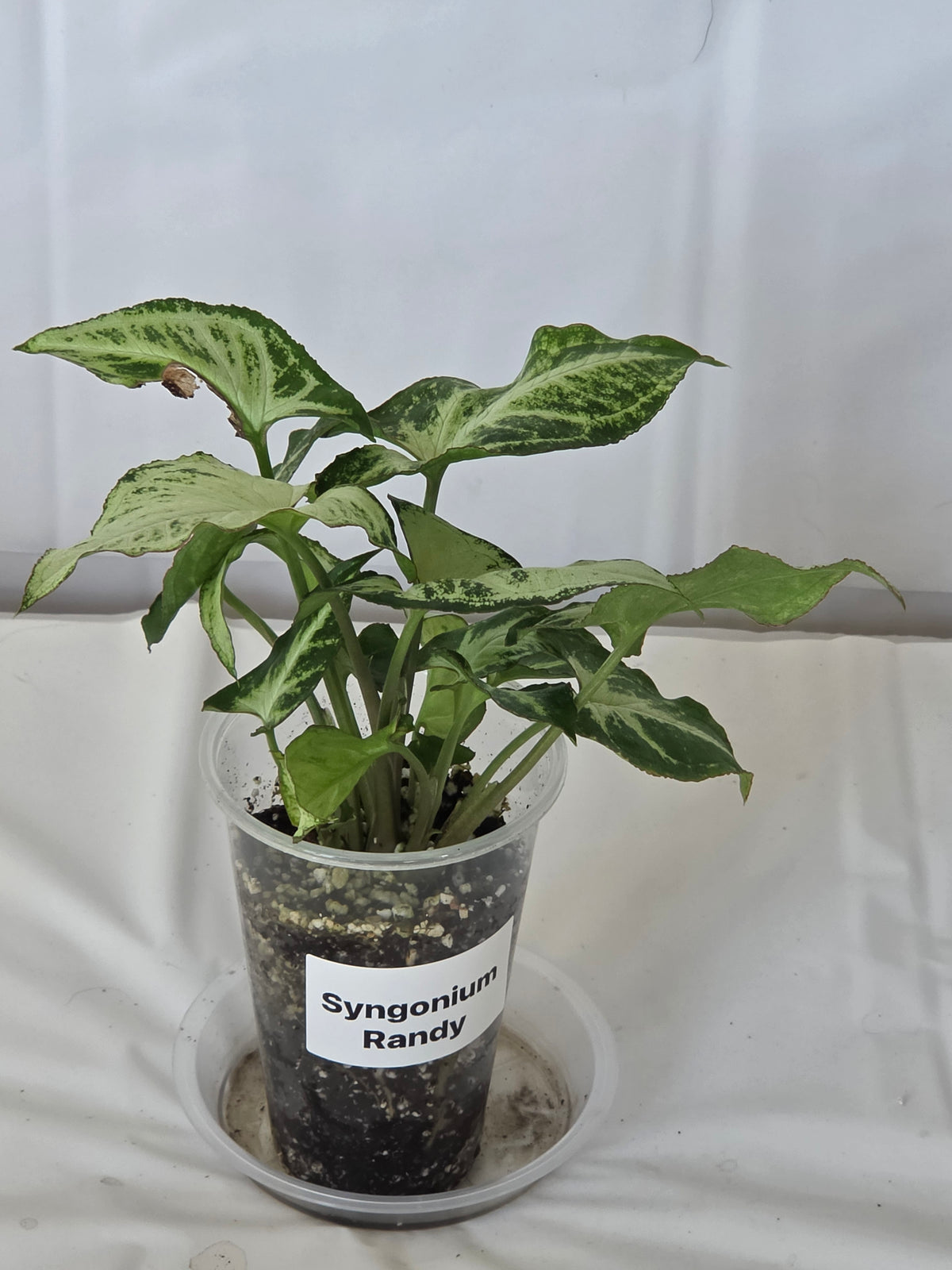 Syngonium Randy