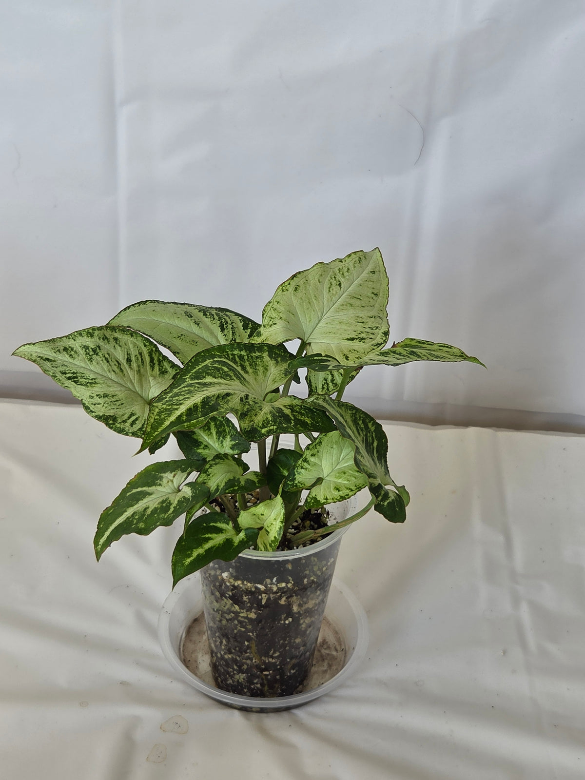 Syngonium Randy
