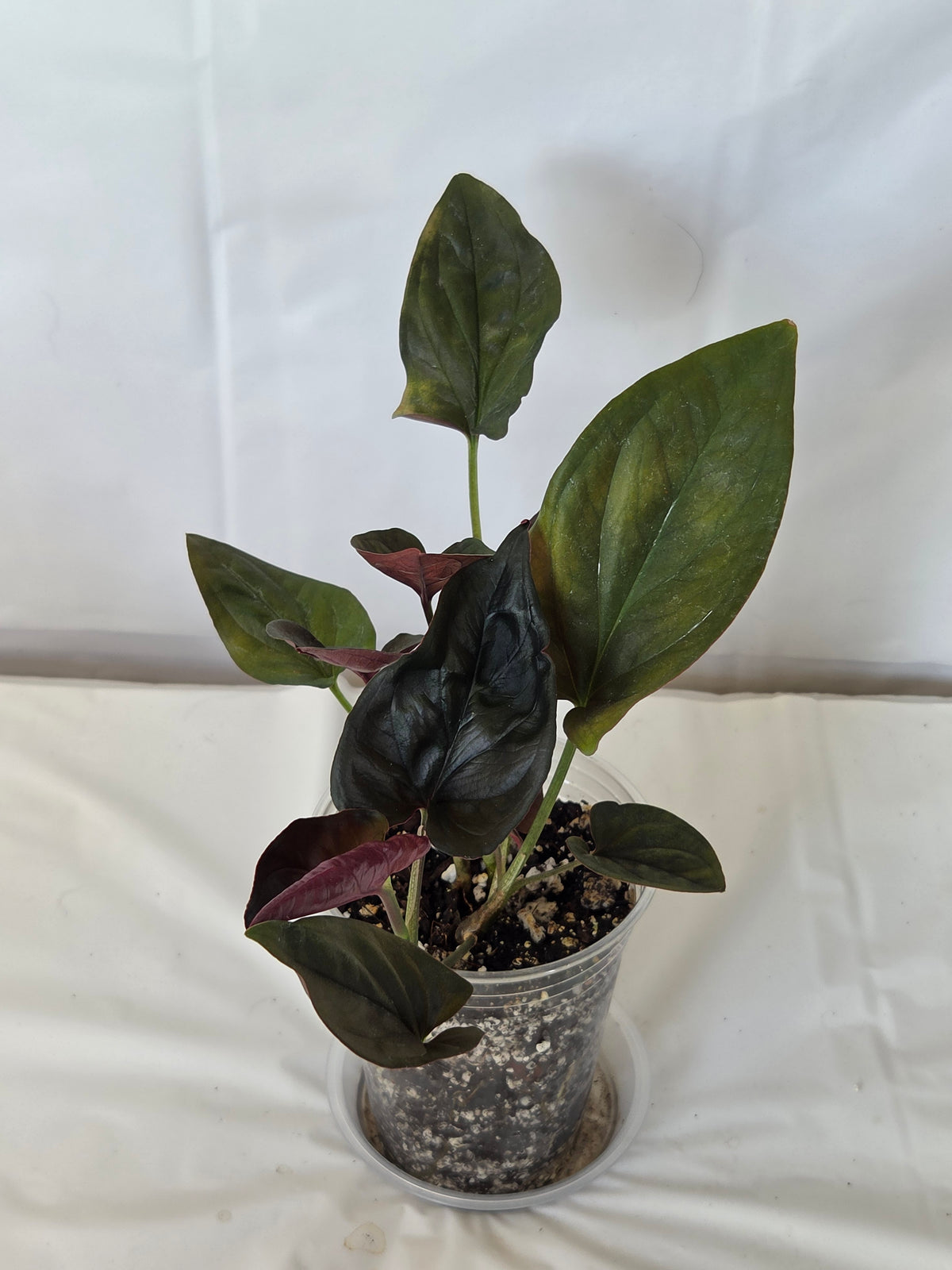 Syngonium Red Arrow