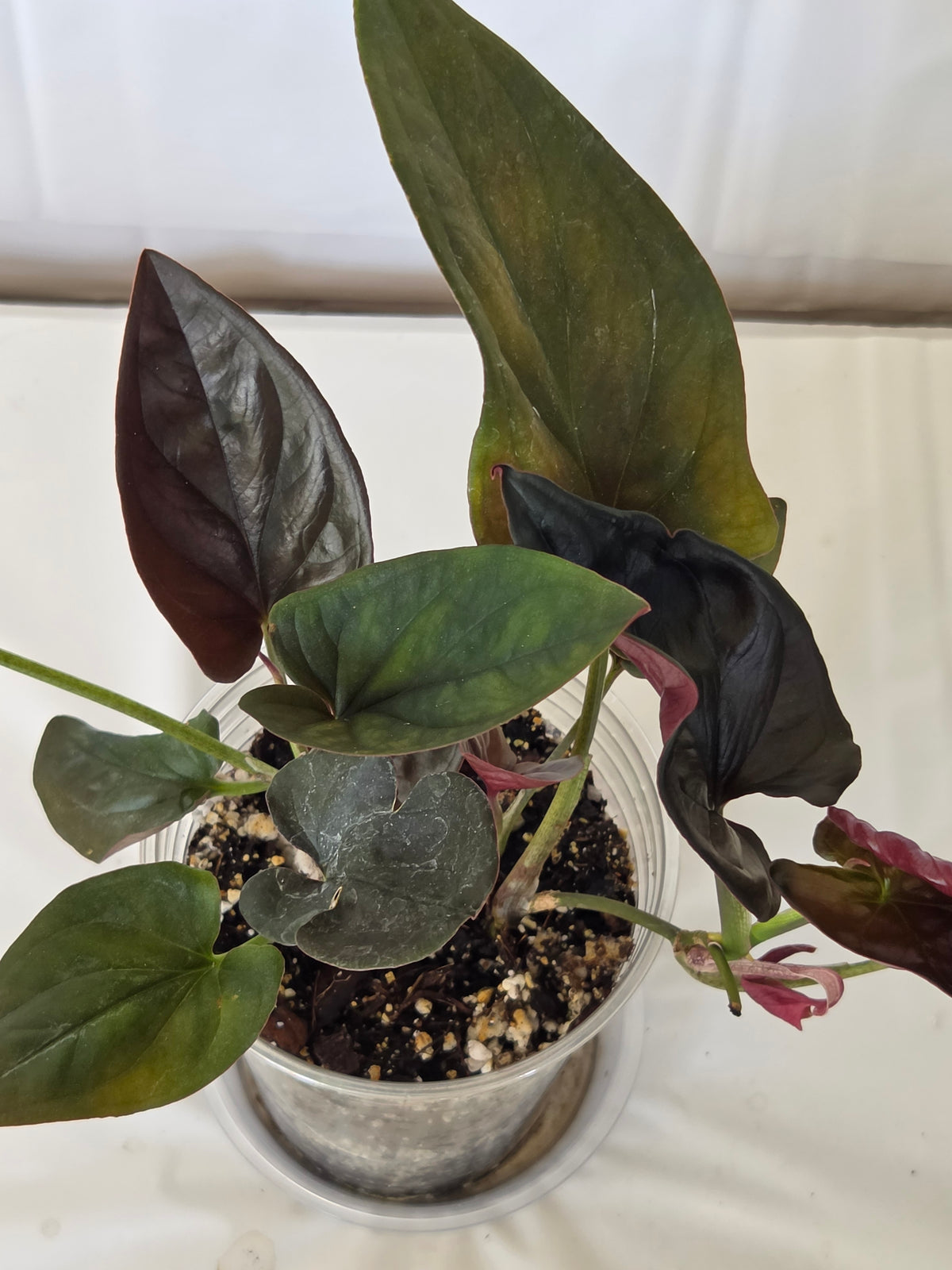 Syngonium Red Arrow