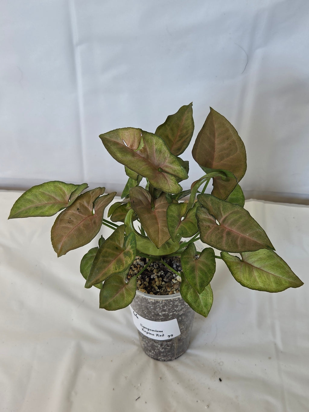 Syngonium Regina Red