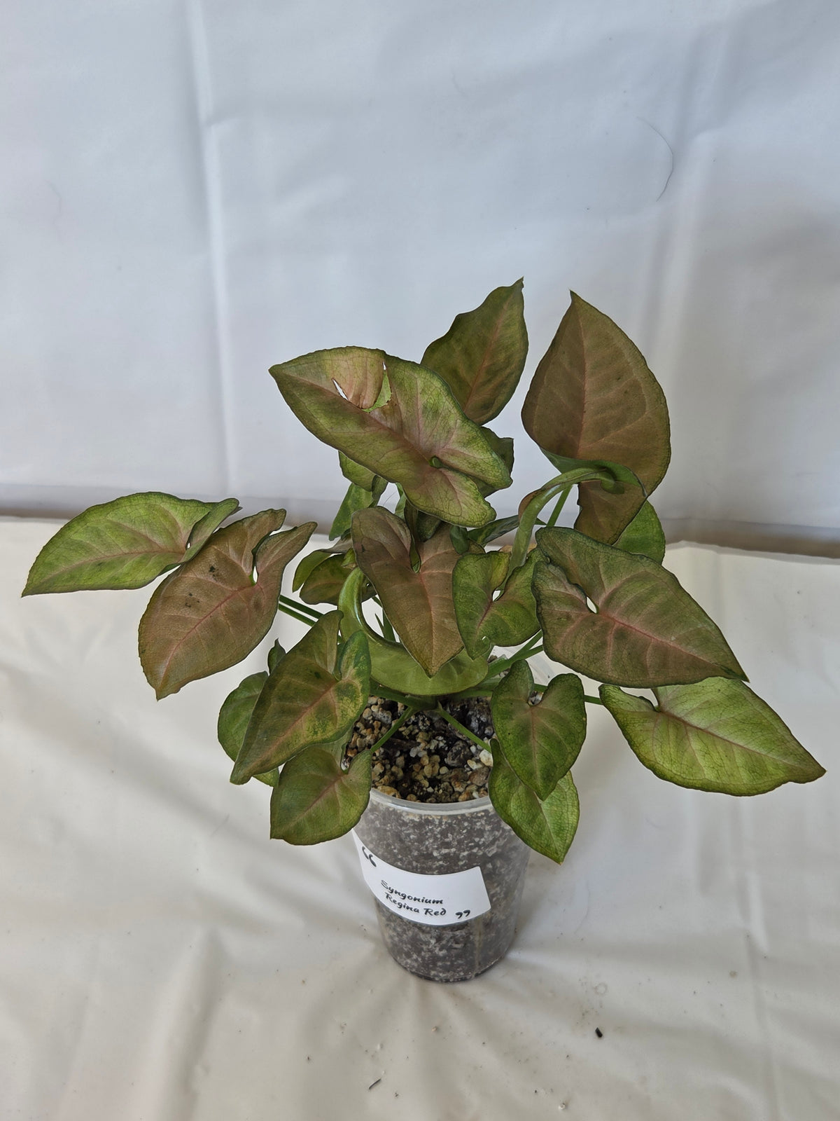 Syngonium Regina Red