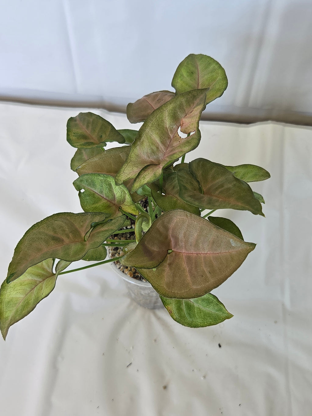 Syngonium Regina Red