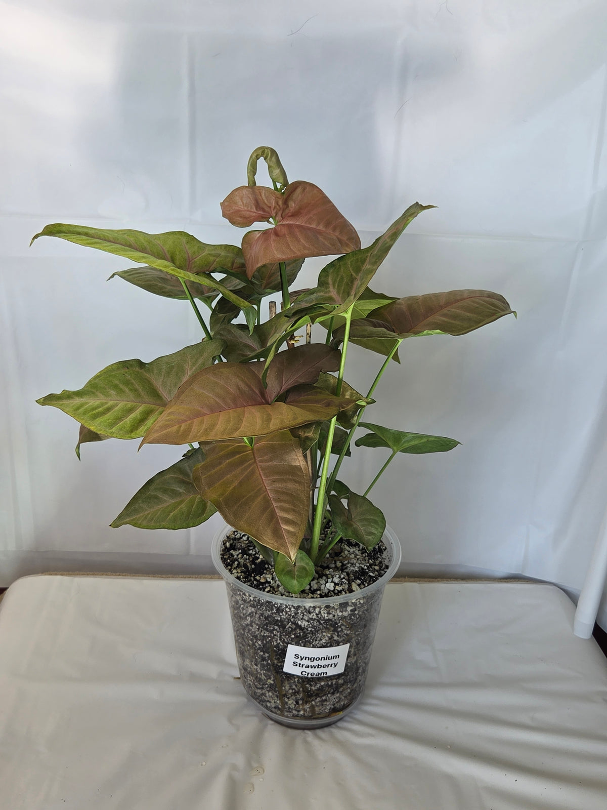 Syngonium Strawberry Cream