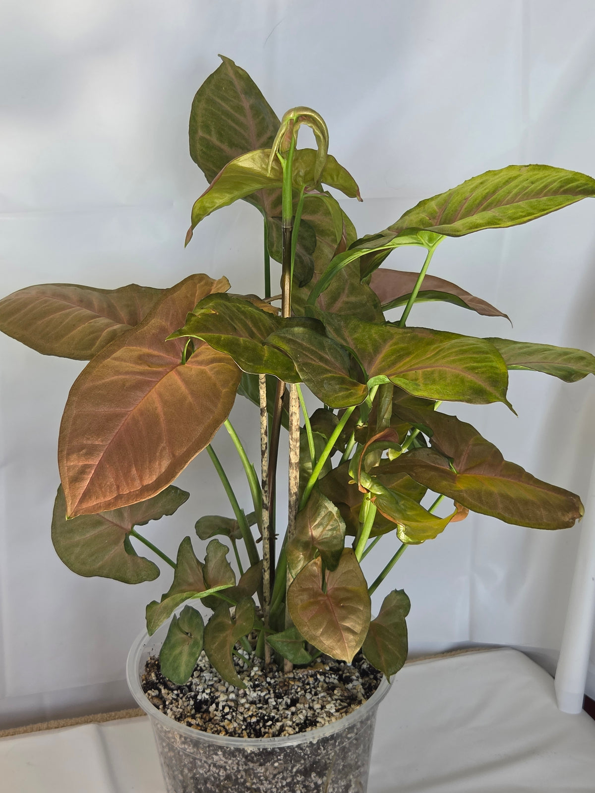 Syngonium Strawberry Cream