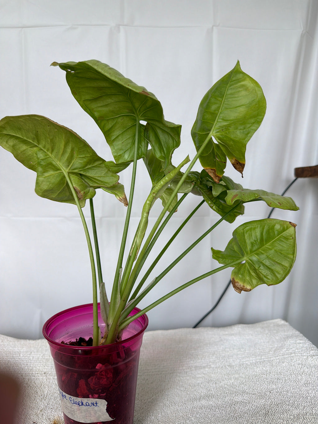 Upright Elephant Ear Plant