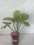 Upright Elephant Ear Plant