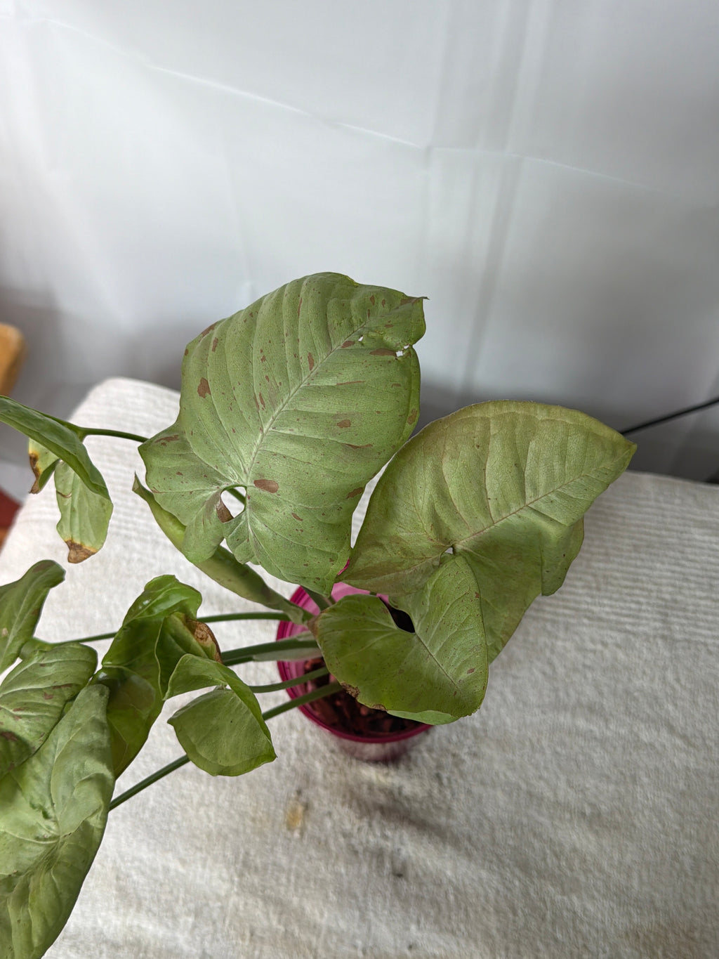 Upright Elephant Ear Plant