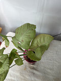 Upright Elephant Ear Plant