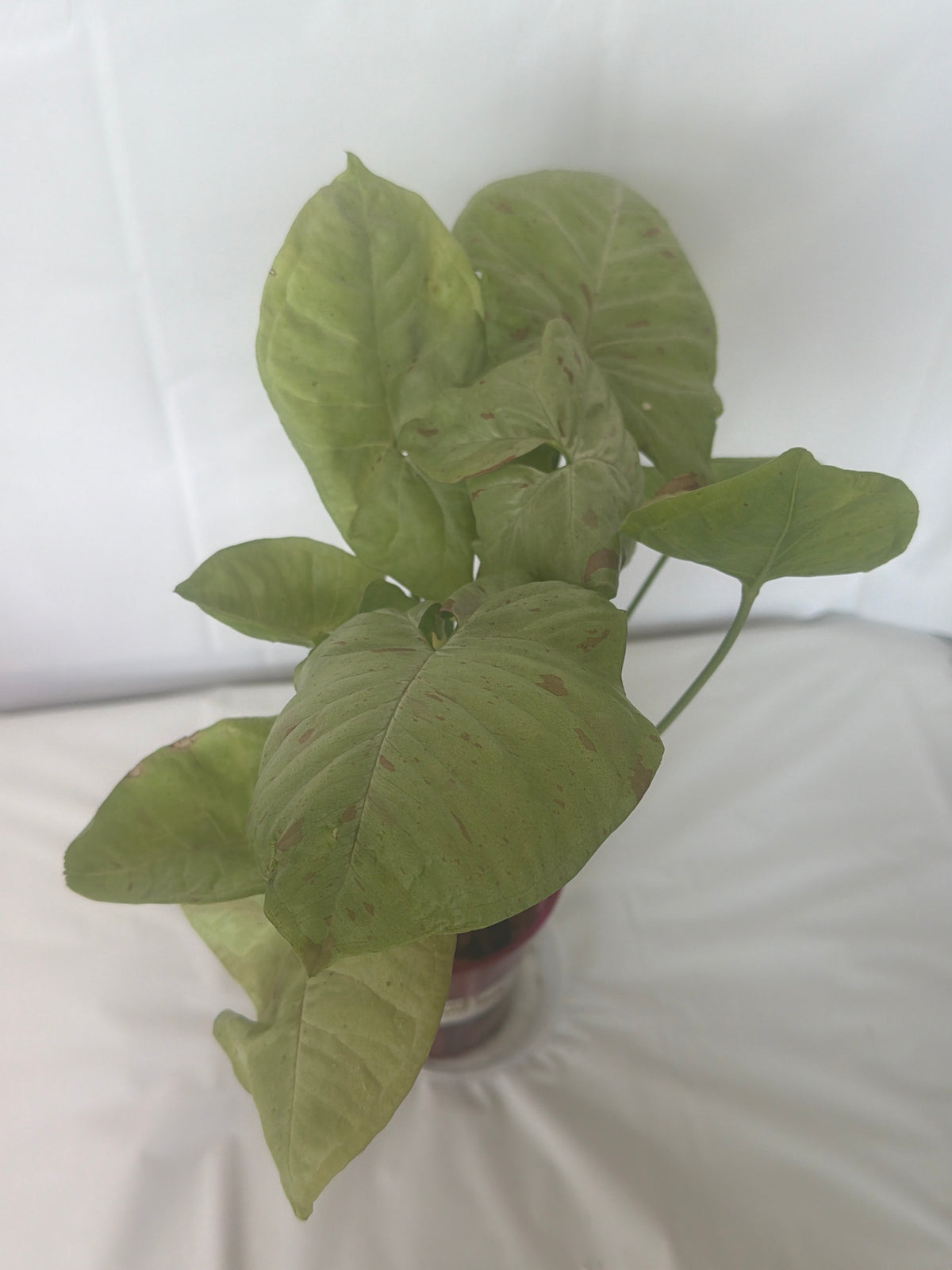 Upright Elephant Ear Plant