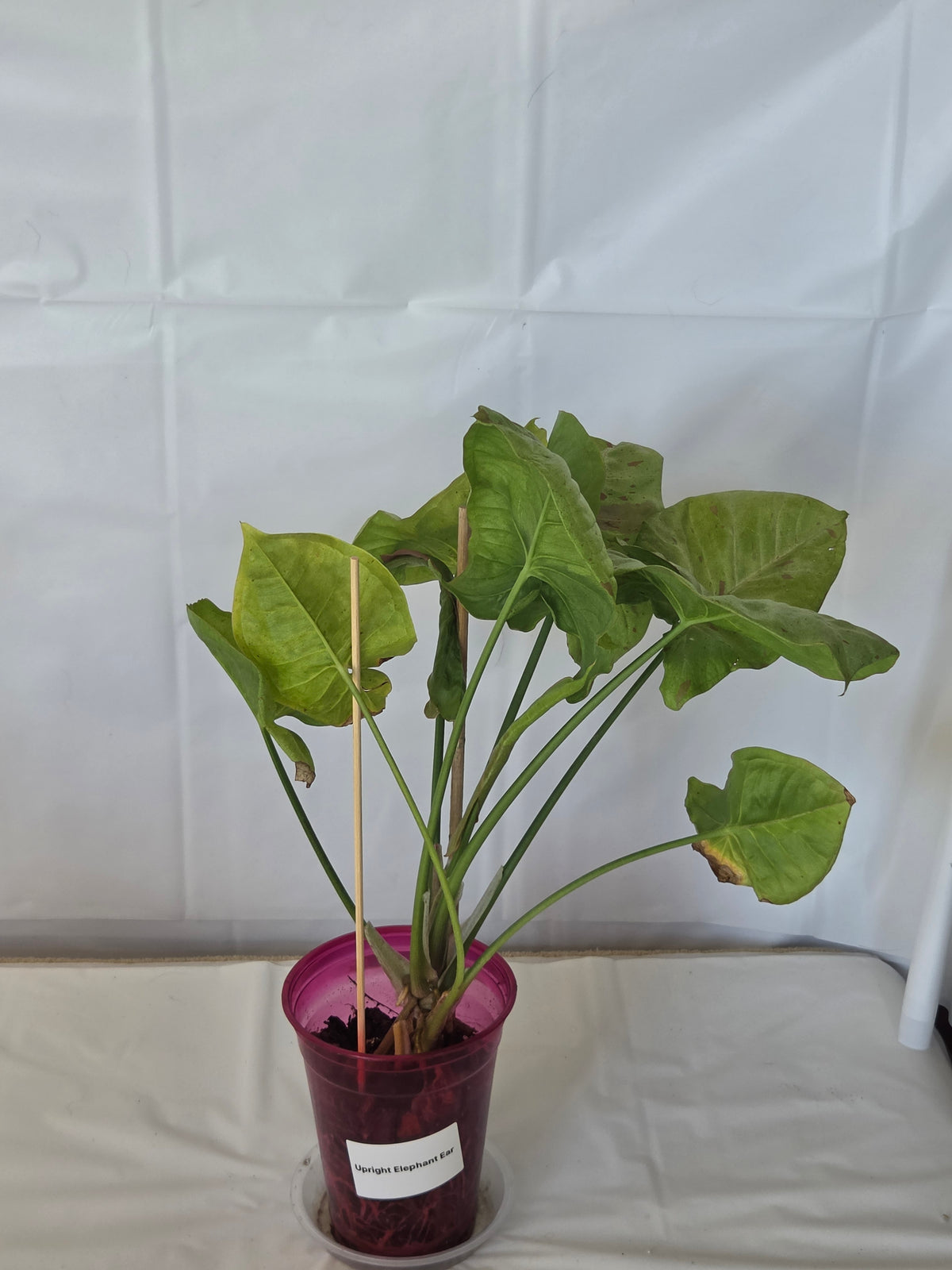 Upright Elephant Ear Plant