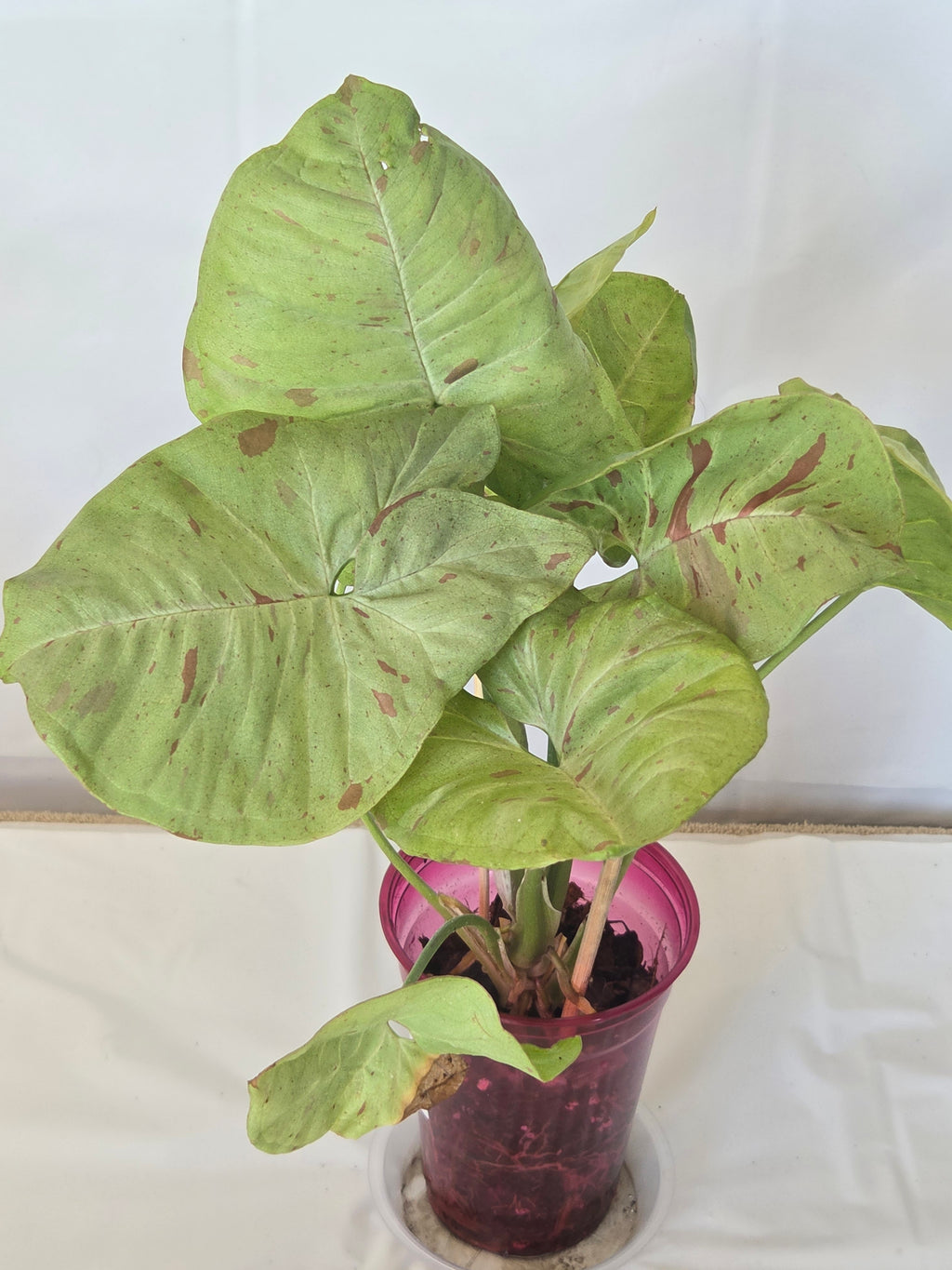 Upright Elephant Ear Plant