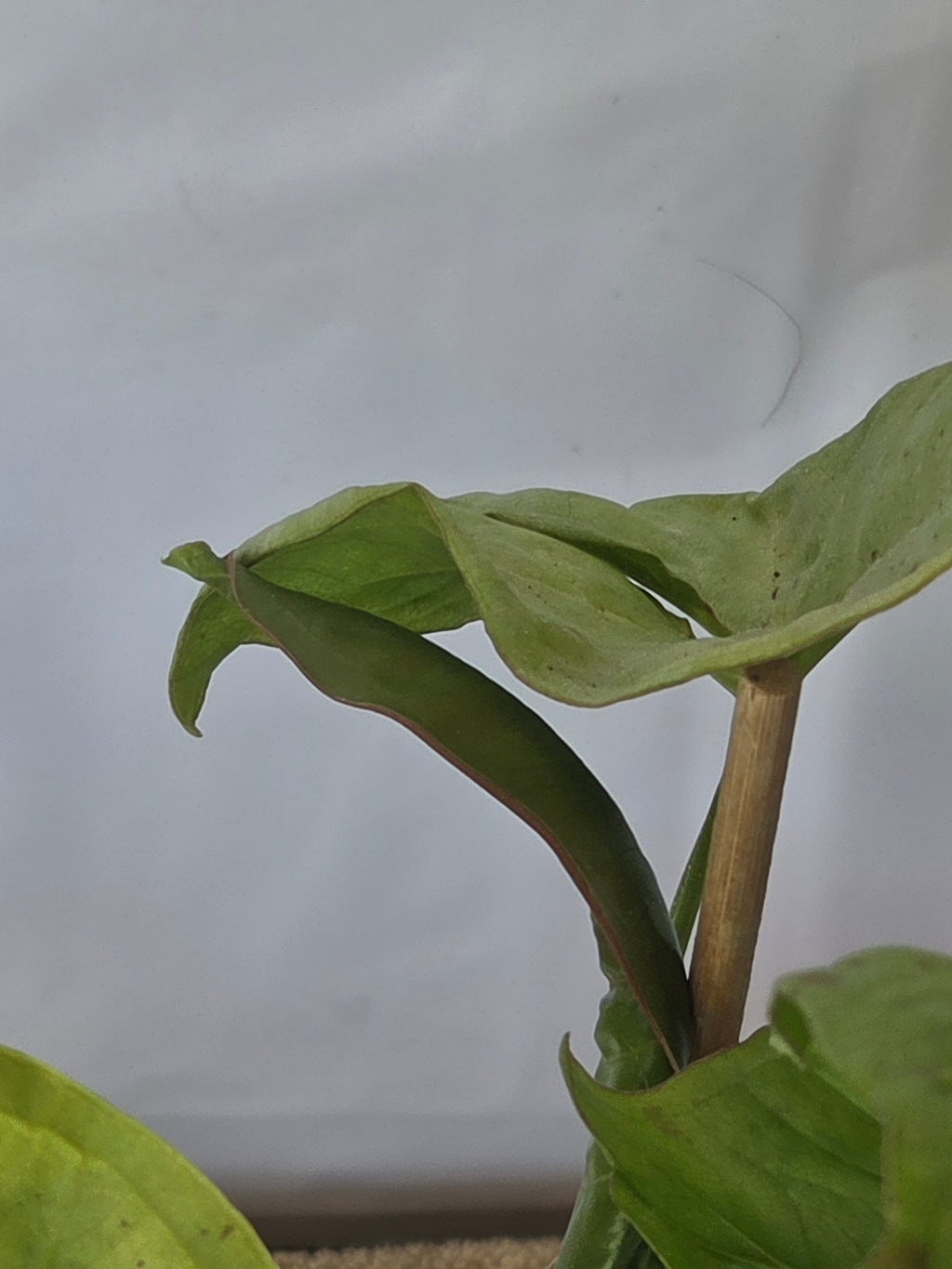 Upright Elephant Ear Plant