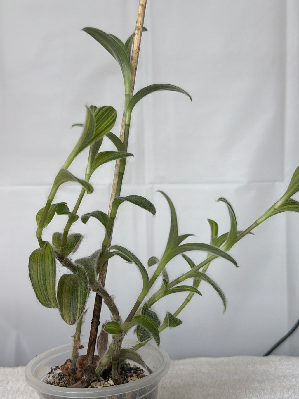 White Velvet Tradescantia