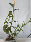 White Velvet Tradescantia