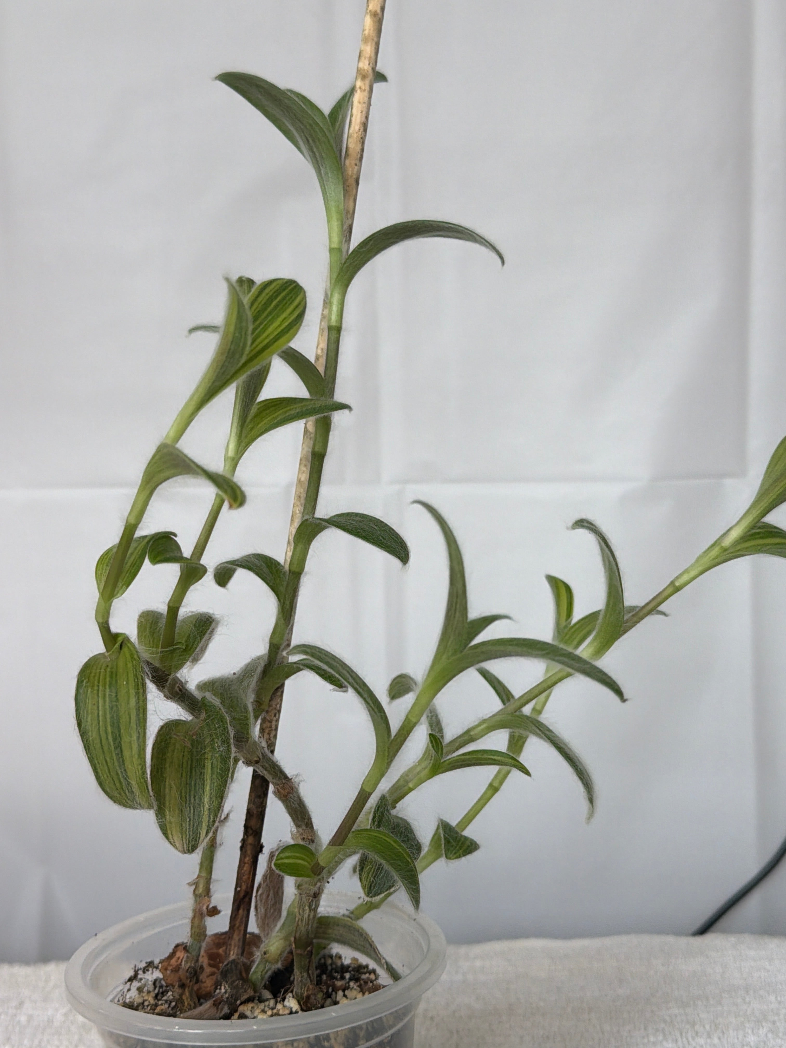 White Velvet Tradescantia