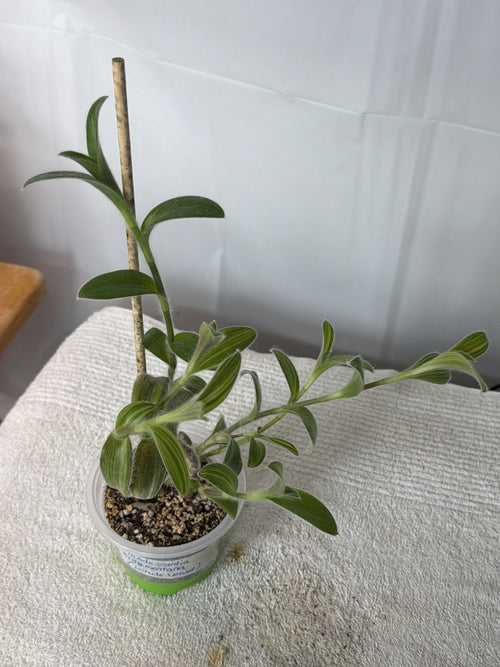 White Velvet Tradescantia