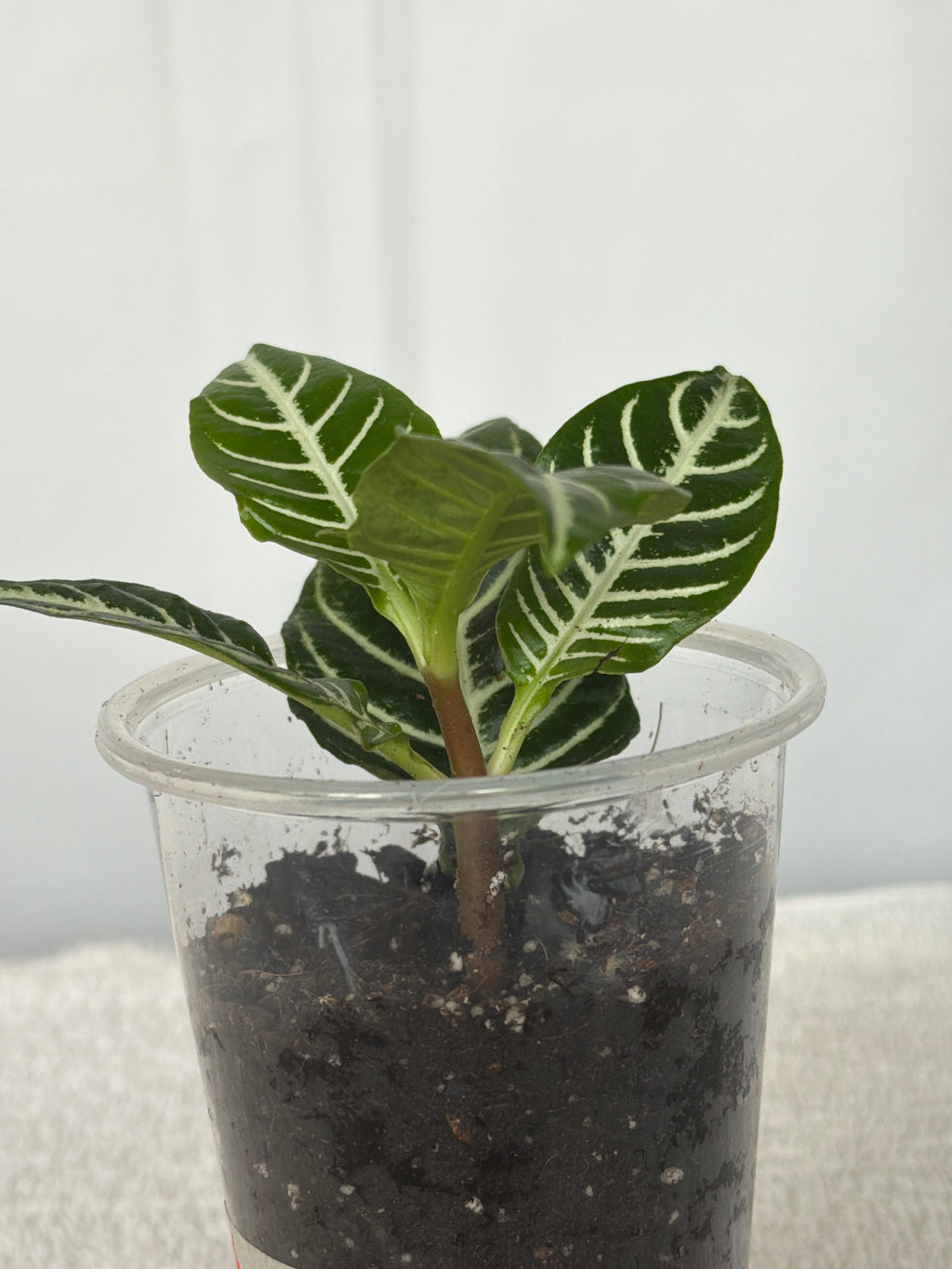 Zebra Plant