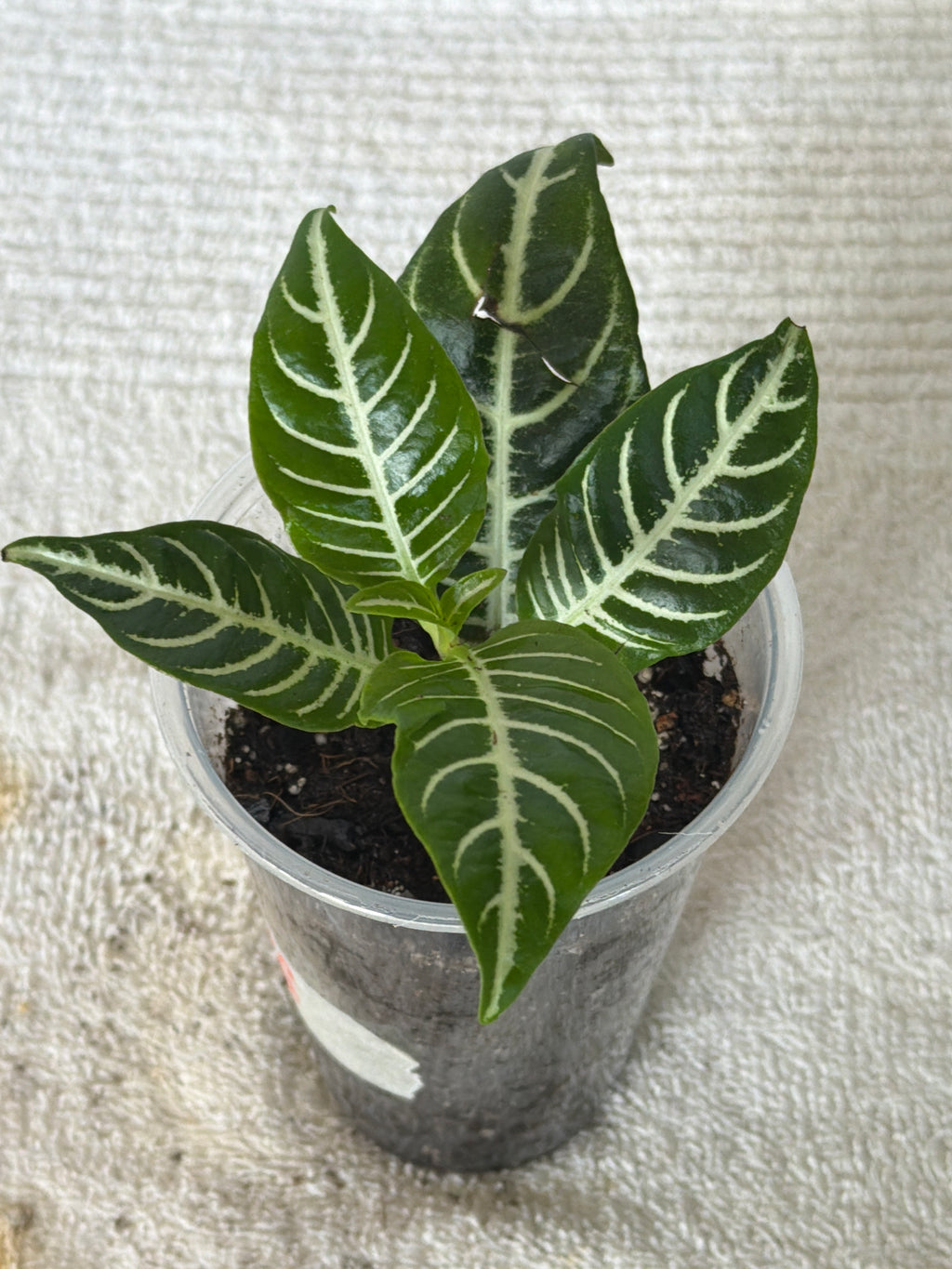 Zebra Plant