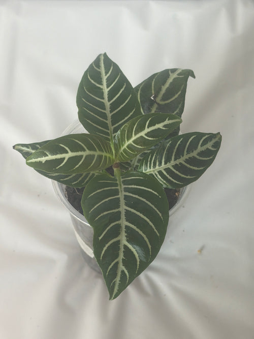 Zebra Plant