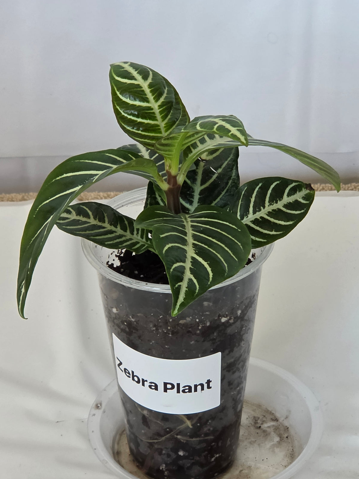Zebra Plant