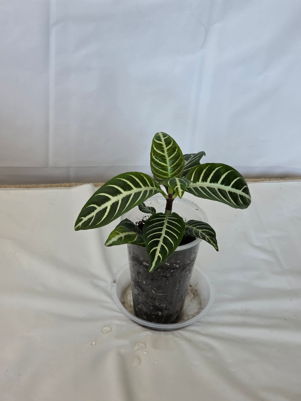 Zebra Plant