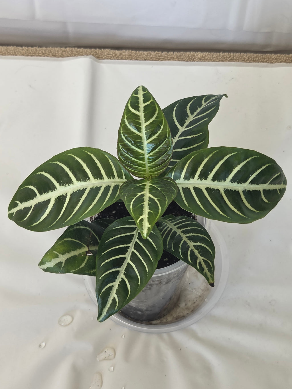 Zebra Plant