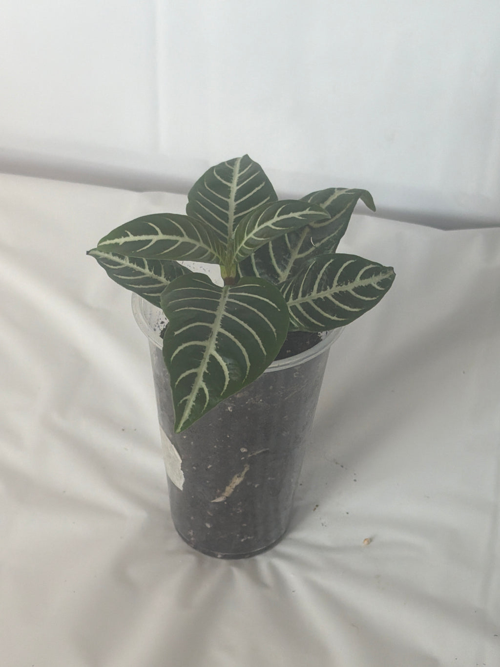 Zebra Plant