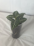 Zebra Plant