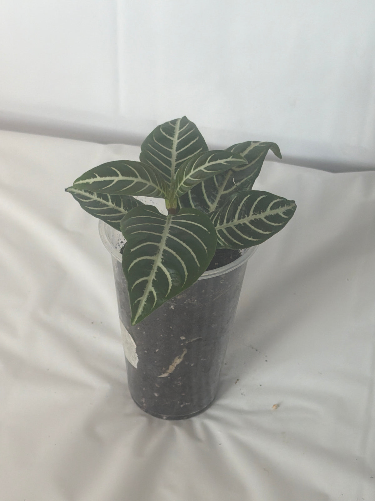 Zebra Plant