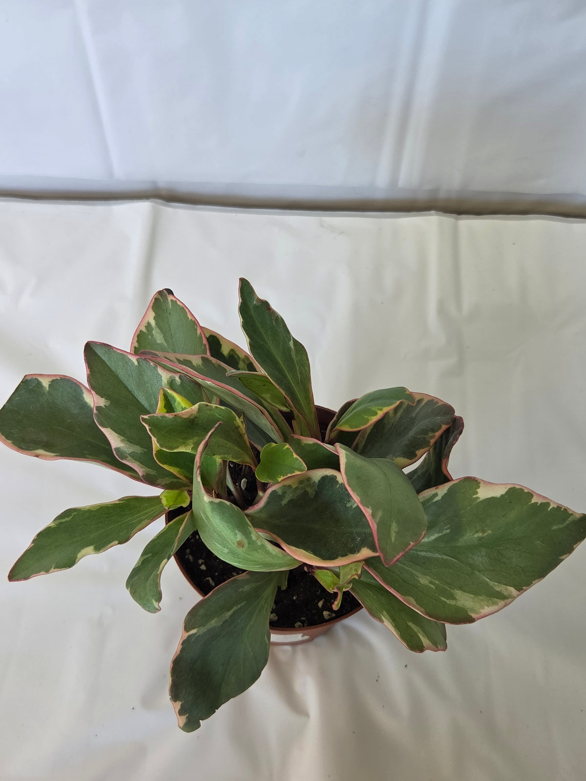 Peperomia Ginny