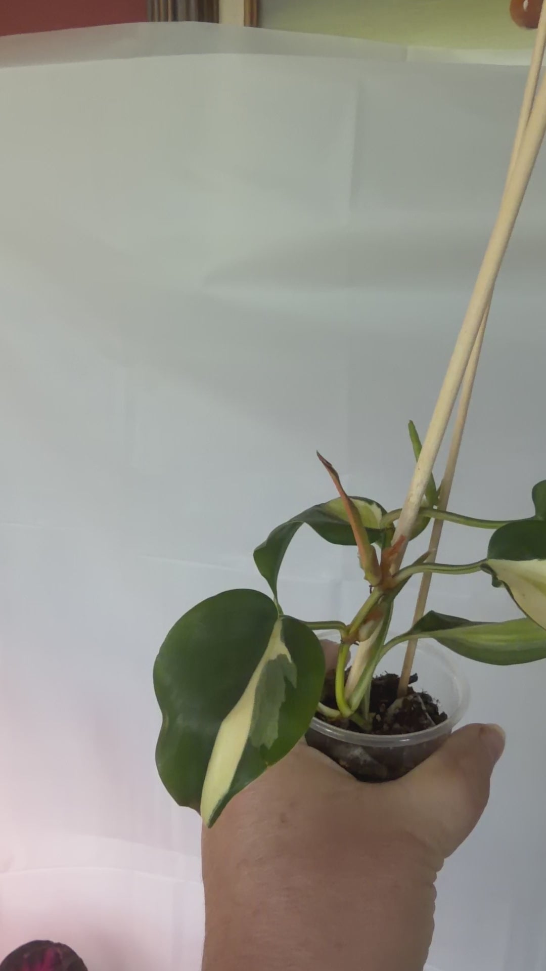 Silver Stripe Philodendron