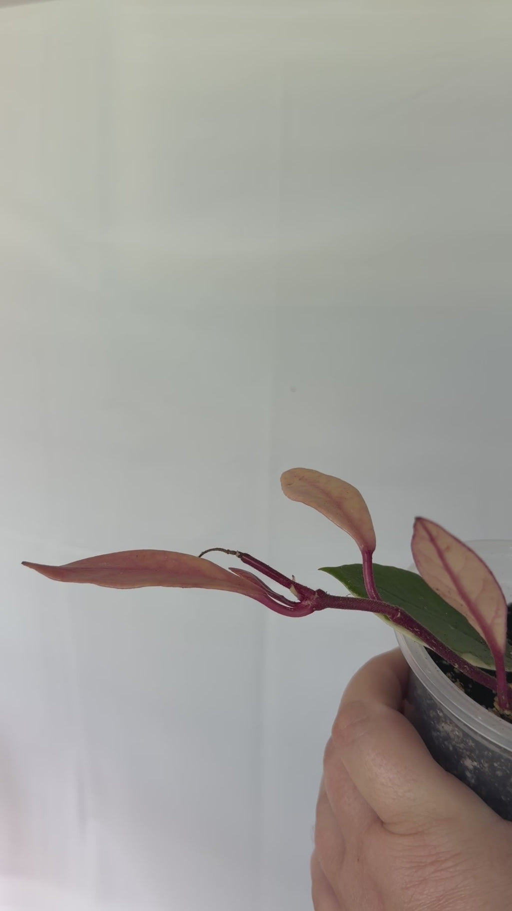 Hoya Flamingo Pink