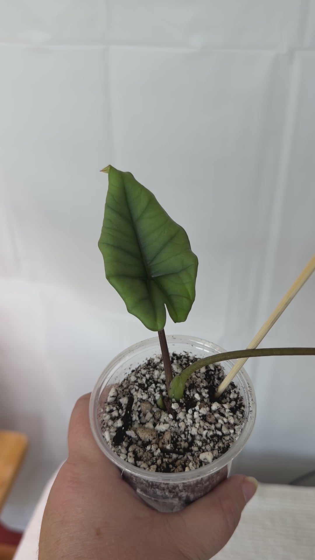 Alocasia Platinum