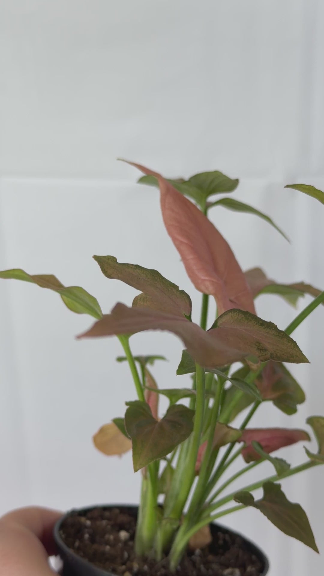 Syngonium Pink