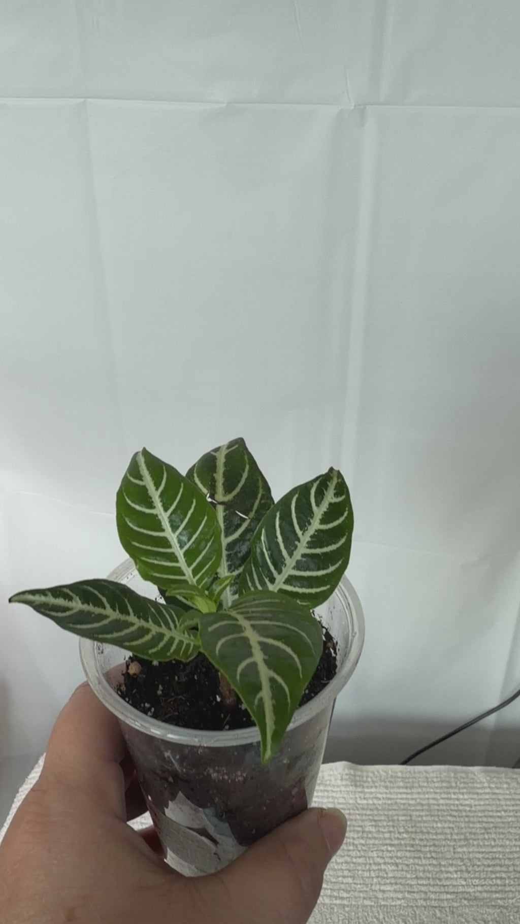 Zebra Plant