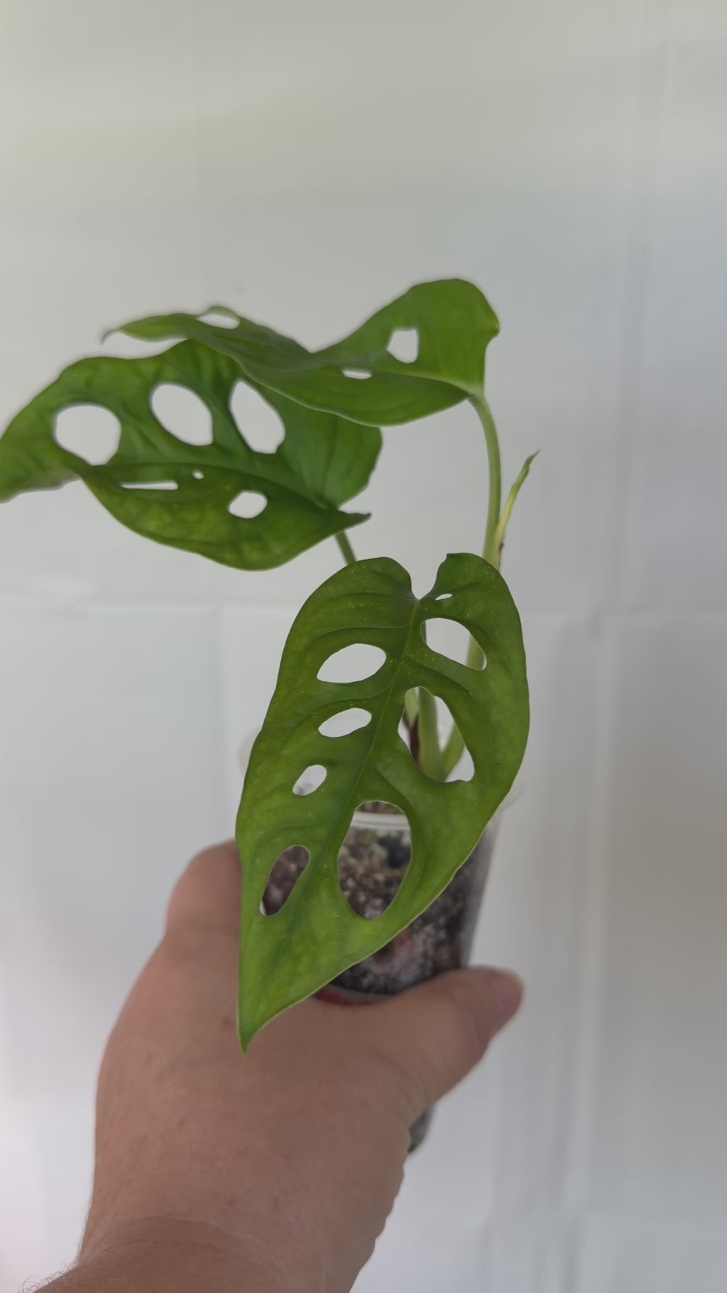 Monstera Swiss Cheese Plant