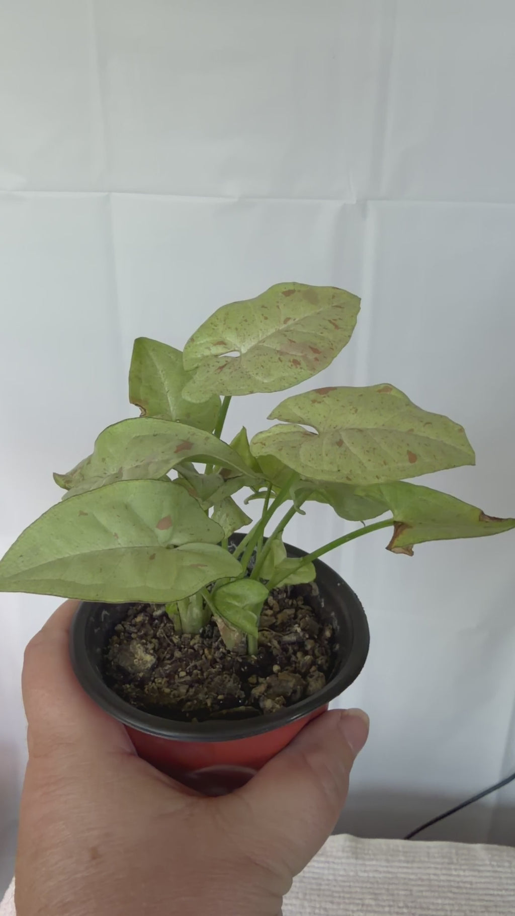 Syngonium Milk Confetti