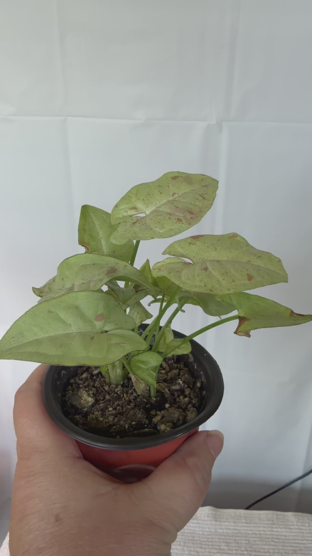 Syngonium Milk Confetti