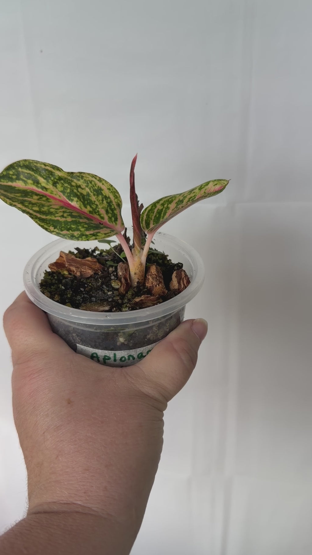 Aglaonema Gold Dust